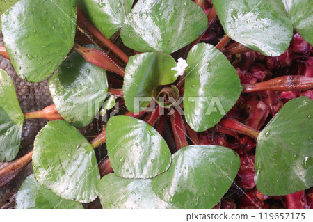 Water Chestnut tree with fruit on farm 119657175