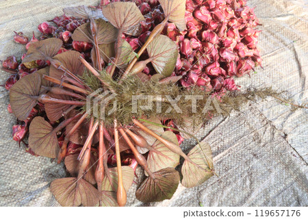 Water Chestnut tree with fruit on farm 119657176