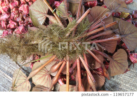 Water Chestnut tree with fruit on farm Water Chestnut tree with fruit on farm 119657177