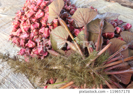 Water Chestnut tree with fruit on farm Water Chestnut tree with fruit on farm 119657178