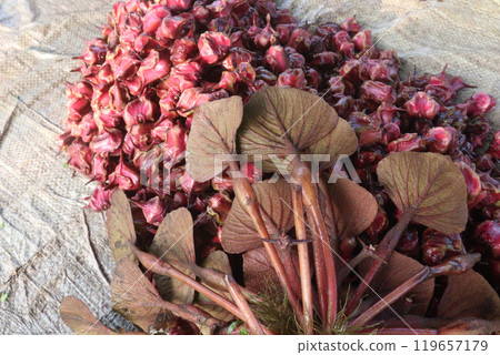 Water Chestnut tree with fruit on farm Water Chestnut tree with fruit on farm 119657179