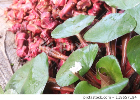 Water Chestnut tree with fruit on farm Water Chestnut tree with fruit on farm 119657184