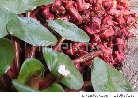 Water Chestnut tree with fruit on farm 119657185