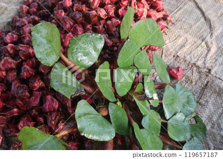 Water Chestnut tree with fruit on farm 119657187