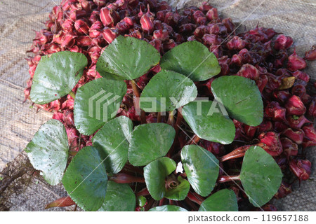 Water Chestnut tree with fruit on farm Water Chestnut tree with fruit on farm 119657188