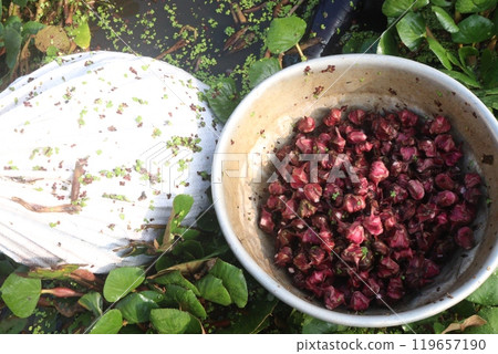 Water Chestnut tree with fruit on farm Water Chestnut tree with fruit on farm 119657190
