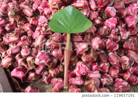 Water Chestnut tree with fruit on farm 119657191