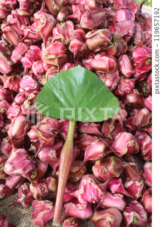 Water Chestnut tree with fruit on farm 119657192