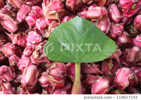 Water Chestnut tree with fruit on farm Water Chestnut tree with fruit on farm 119657193