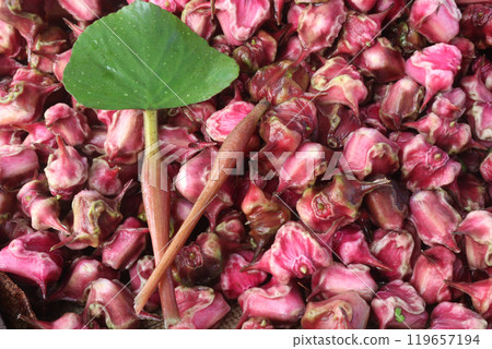 Water Chestnut tree with fruit on farm Water Chestnut tree with fruit on farm 119657194