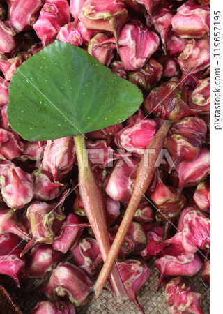 Water Chestnut tree with fruit on farm Water Chestnut tree with fruit on farm 119657195