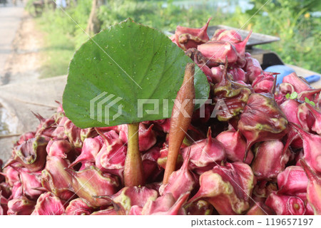 Water Chestnut tree with fruit on farm Water Chestnut tree with fruit on farm 119657197