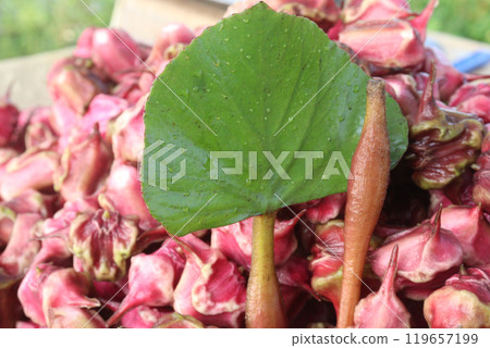 Water Chestnut tree with fruit on farm 119657199