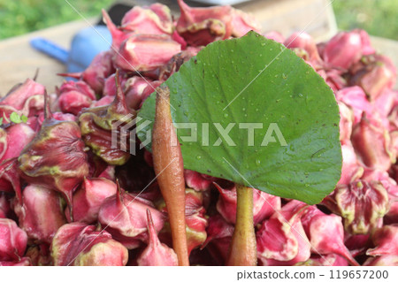 Water Chestnut tree with fruit on farm Water Chestnut tree with fruit on farm 119657200