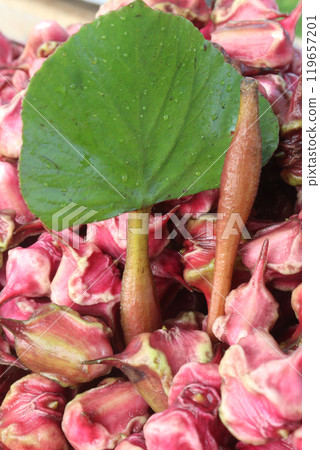 Water Chestnut tree with fruit on farm Water Chestnut tree with fruit on farm 119657201