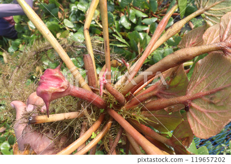 Water Chestnut tree with fruit on farm Water Chestnut tree with fruit on farm 119657202