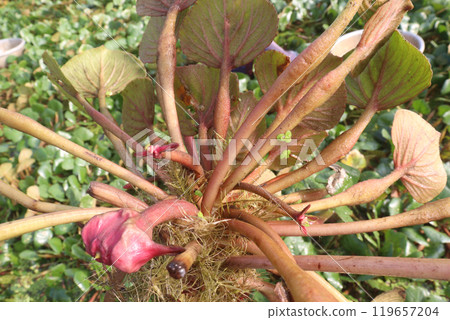 Water Chestnut tree with fruit on farm 119657204