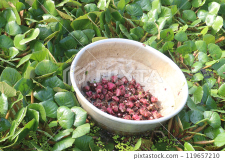 Water Chestnut tree with fruit on farm Water Chestnut tree with fruit on farm 119657210
