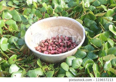 Water Chestnut tree with fruit on farm 119657213