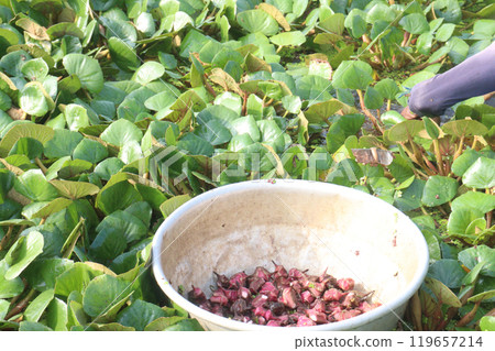 Water Chestnut tree with fruit on farm Water Chestnut tree with fruit on farm 119657214