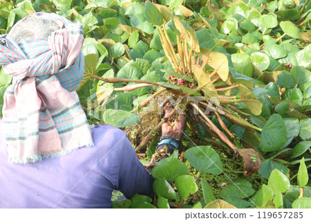Water Chestnut tree with fruit and farmer on farm 119657285