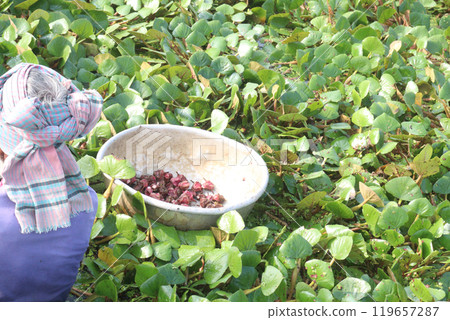 Water Chestnut tree with fruit and farmer on farm Water Chestnut tree with fruit and farmer on farm 119657287
