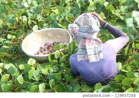 Water Chestnut tree with fruit and farmer on farm 119657288