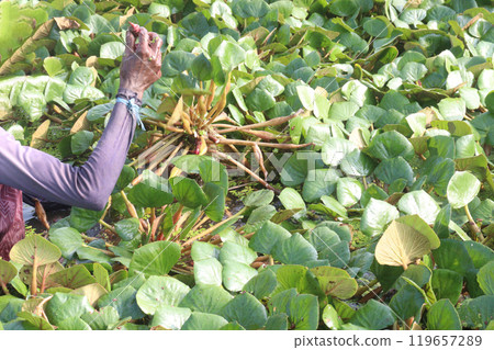 Water Chestnut tree with fruit and farmer on farm Water Chestnut tree with fruit and farmer on farm 119657289