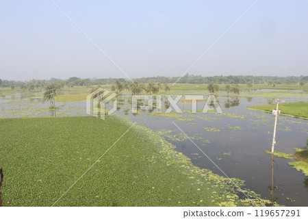 Water Chestnut tree plant farm for harvest Water Chestnut tree plant farm for harvest 119657291