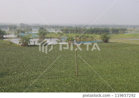Water Chestnut tree plant farm for harvest Water Chestnut tree plant farm for harvest 119657292