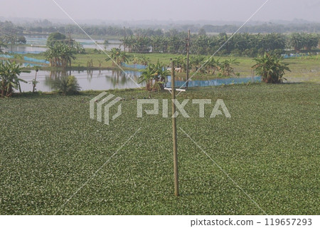 Water Chestnut tree plant farm for harvest Water Chestnut tree plant farm for harvest 119657293