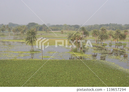 Water Chestnut tree plant farm for harvest 119657294