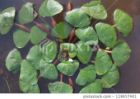 Water Chestnut tree plant on farm for harvest 119657481