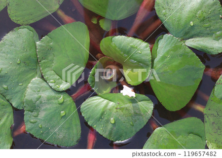 Water Chestnut tree plant on farm for harvest Water Chestnut tree plant on farm for harvest 119657482