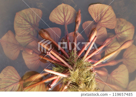 Water Chestnut tree plant on farm for harvest Water Chestnut tree plant on farm for harvest 119657485