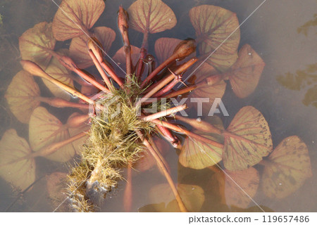 Water Chestnut tree plant on farm for harvest Water Chestnut tree plant on farm for harvest 119657486