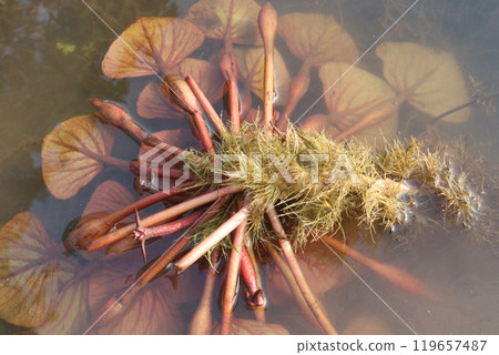 Water Chestnut tree plant on farm for harvest Water Chestnut tree plant on farm for harvest 119657487