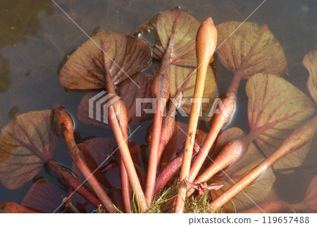 Water Chestnut tree plant on farm for harvest Water Chestnut tree plant on farm for harvest 119657488