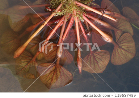 Water Chestnut tree plant on farm for harvest 119657489