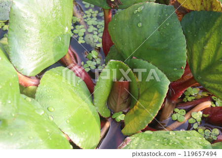 Water Chestnut tree plant on farm for harvest 119657494