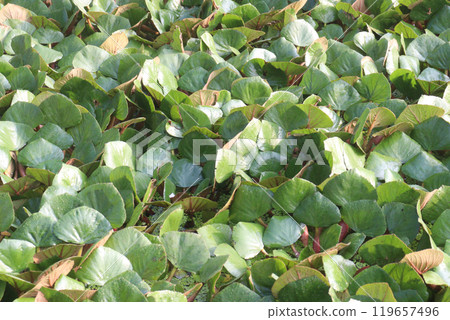 Water Chestnut tree plant on farm for harvest Water Chestnut tree plant on farm for harvest 119657496