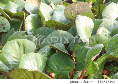 Water Chestnut tree plant on farm for harvest 119657499
