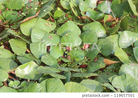 Water Chestnut tree plant on farm for harvest Water Chestnut tree plant on farm for harvest 119657501