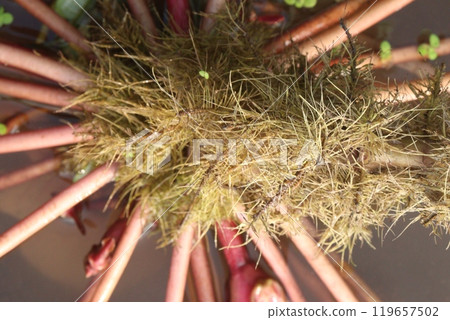 Water Chestnut tree plant on farm for harvest Water Chestnut tree plant on farm for harvest 119657502
