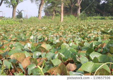 Water Chestnut tree plant on farm for harvest 119657506