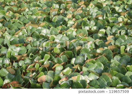 Water Chestnut tree plant on farm for harvest 119657509