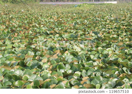 Water Chestnut tree plant on farm for harvest Water Chestnut tree plant on farm for harvest 119657510