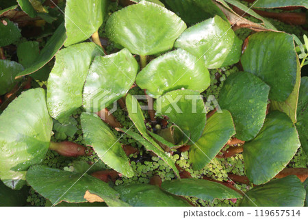 Water Chestnut tree plant on farm for harvest 119657514