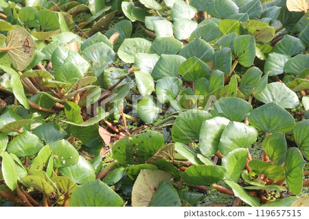 Water Chestnut tree plant on farm for harvest 119657515