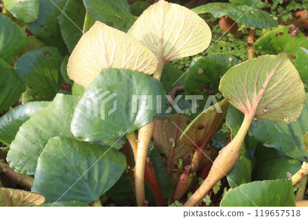 Water Chestnut tree plant on farm for harvest 119657518
